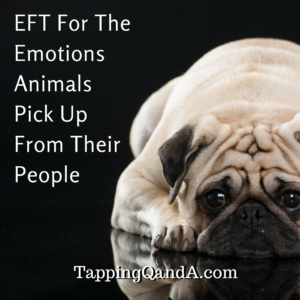 EFT For The Emotions Animals Pick Up From Their People